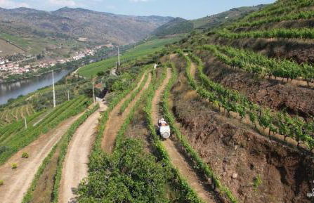 Quinta da Coitada - Alojamento Local - Photo 6