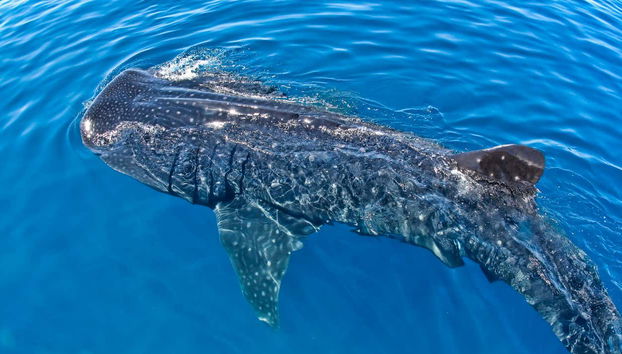 Swimming with Whale Sharks - Foto 3