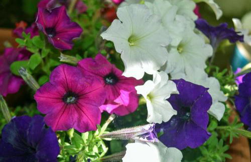 Mirsini Apartments - Foto 15