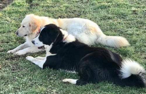 Appartamento in cascina -la cascinetta di Ali- - Foto 33