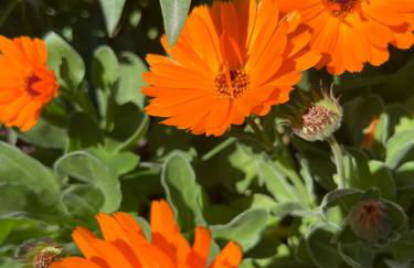 Agriturismo IL VIAIO - Foto 84