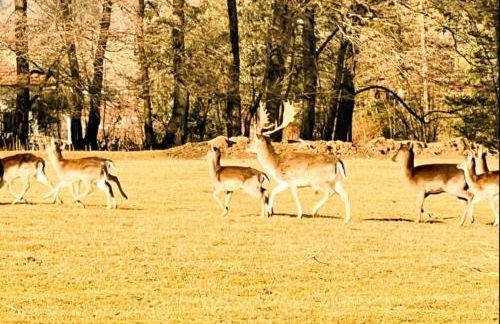 Lindners Hideaways - Gutshof Pine Retreat - Sauna - In Villa - Terrasse - Garten mit Rehgehege - Frühstück verfügbar - SKI - Arber - Osser - bis 5 Pers - Photo 48