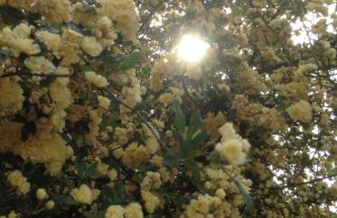 Perky Roses Home, Mountain Meets Sea in Milies, Pelion - Foto 41