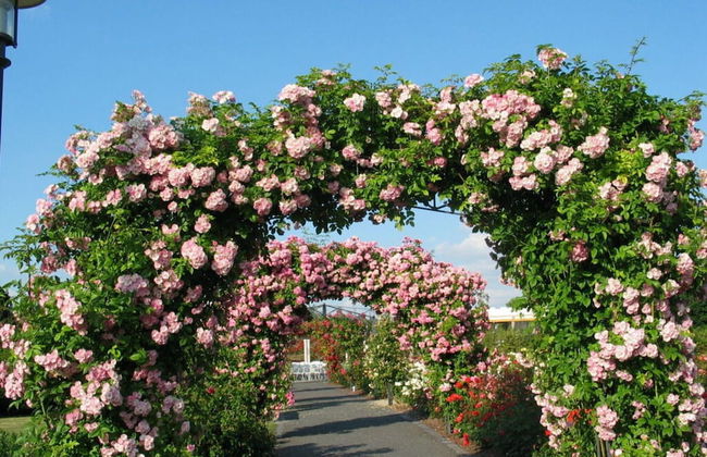 Rose Ambience Modern Retreat - Foto 17