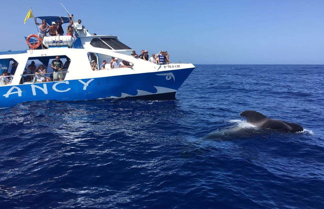Avistamento de baleias e golfinhos em barco com fundo de vidro - Foto 2