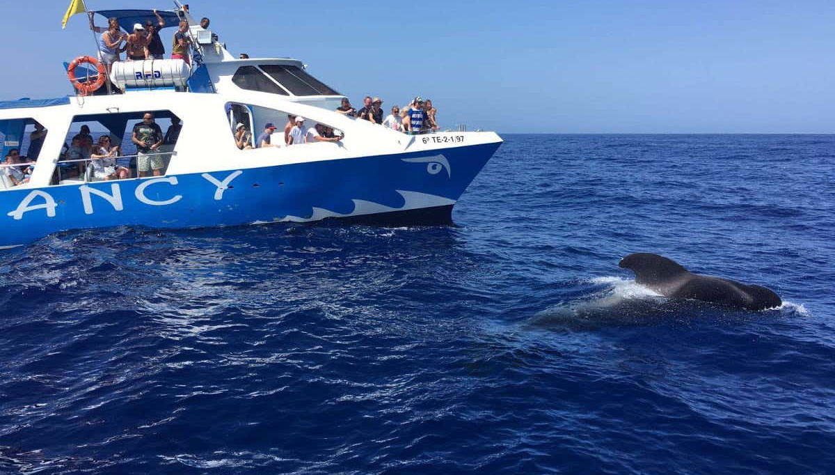 La Palma Dolphin & Whale Watching on a Glass-Bottom Boat - Foto 2
