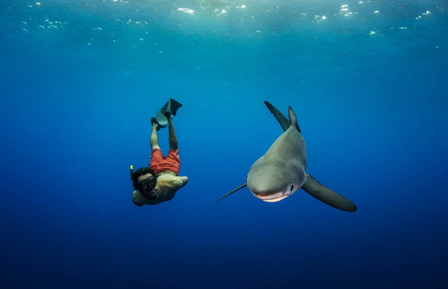 Snorkel con tiburones en la isla de Faial - Foto 2