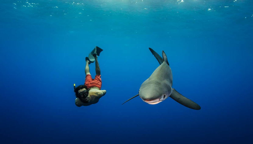 Snorkel con tiburones en la isla de Faial - Foto 2, Haciendo snorkel con tiburones en la isla de Faial