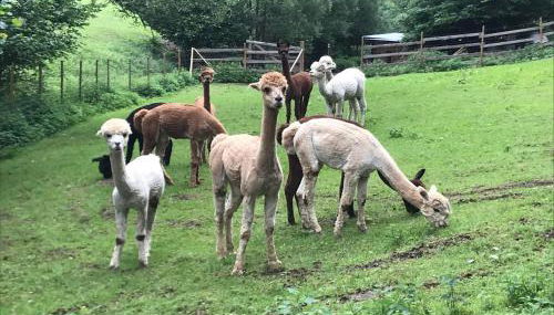 Ferienwohnung Schwitalla - Foto 4