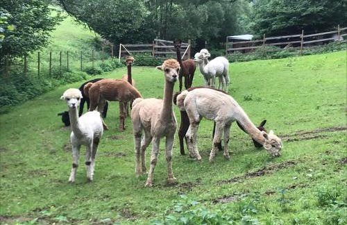 Ferienwohnung Schwitalla - Foto 4
