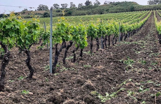 Fattoria Manostalla Villa Chiarelli - Foto 83