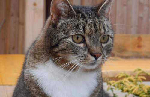 Apartamenty Pod Jesionem - Foto 71