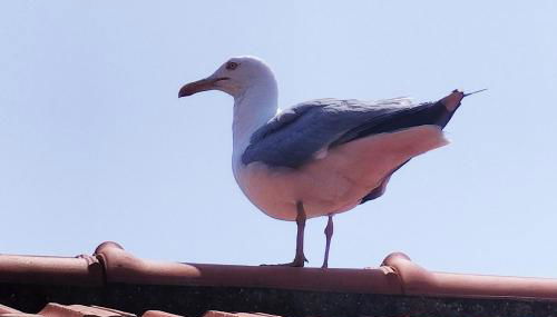 Seagulls, Elegance and Freedom - Foto 3