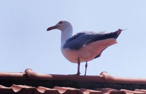 Seagulls, Elegance and Freedom - Foto 3