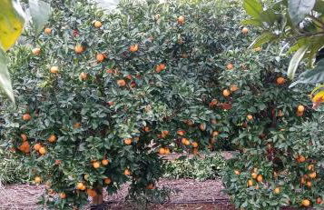 le Boucanier - Foto 65