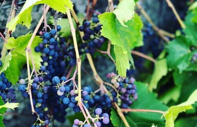 Slade Farmhouse - Foto 21