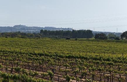 Casa Verdelho - Photo 23