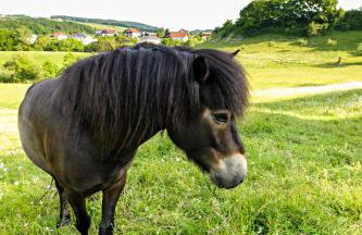 Nengshof Ferienwohnungen Mohnblume und Kornblume - Foto 15