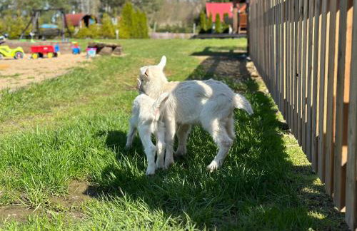 Wypoczynek na Mazurach U Sebka - Foto 28