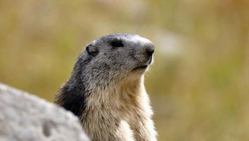 Appartement spacieux pour 10 pers, à 100m des pistes, Wifi gratuit, animaux admis - Saint-Michel-de-Chaillol - FR-1-393-42 - Foto 3