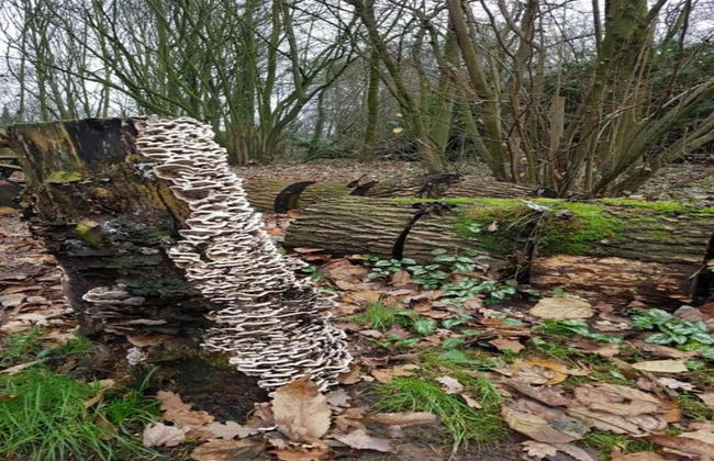 Bungalow in Green Haven of the Netherlands - Photo 35