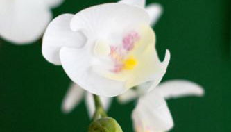 Friendly Home - Einzelappartement "Grow" Köln Bonn Phantasialand - Foto 4