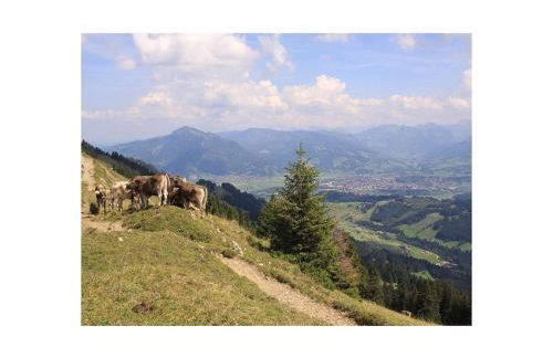 Holzer Feng Shui - Foto 34