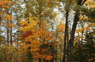 "Lumber Lodge" - Comfy & Woodsy Stay in RRG/Auxier - Foto 30