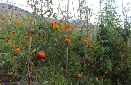 Kivotos Epavlis - Foto 7