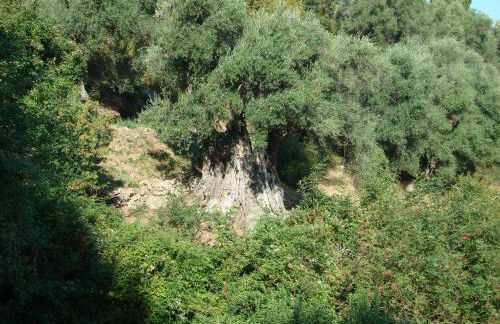 costa di sognu - Foto 7