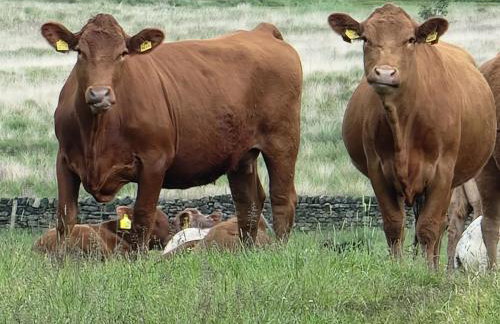 Curlew Cottage Eldwick peaceful location where you can watch the horses - Foto 12