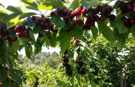 Quinta da Mal-disposta, cabin lodge Countryhouse - Foto 60