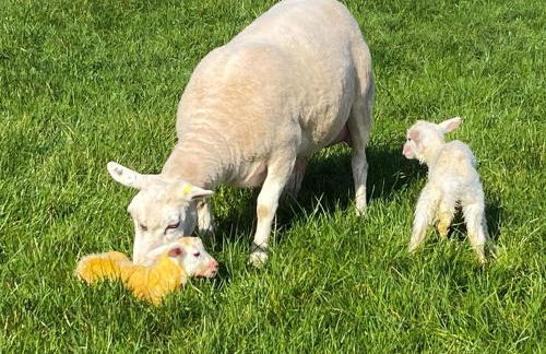 Monarchs View Farmstay - Foto 12