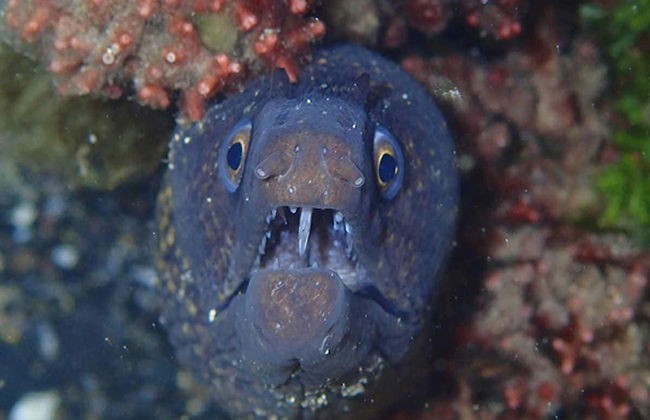 Porto dos Frades Night Snorkelling - Foto 6