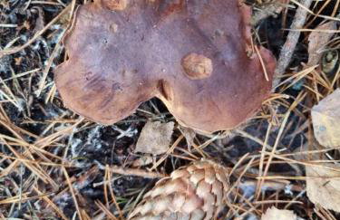 Maciejówka Borki 33 - Foto 51