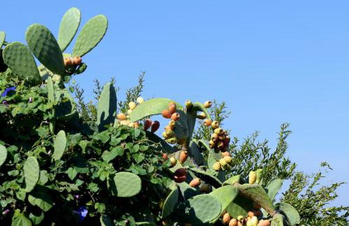 B&B Borgo Monacizzo - Foto 31