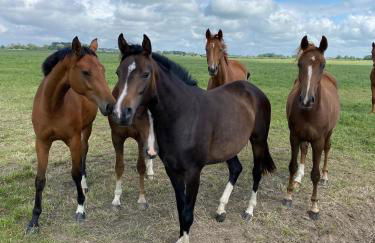 Nordseeurlaub im hochwertigen Feriendomizil Rosenhuus mit Sauna und Kamin im idyllischen Butjadingen - Foto 49