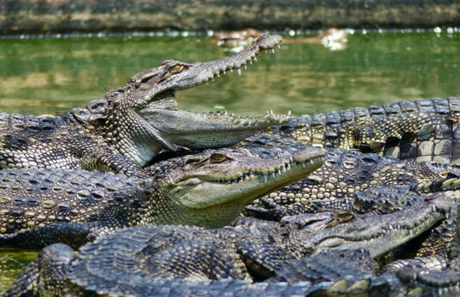 Semenggoh Wildlife Centre + Sanctuaire de crocodiles - Photo 2