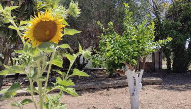 Regina house - Foto 5, Garden