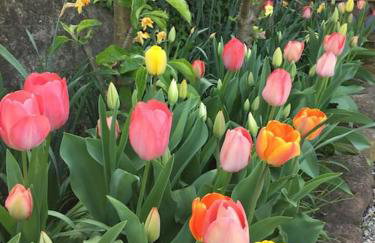 Privat Apartment- Near Strasbourg, Baden Baden - Foto 57