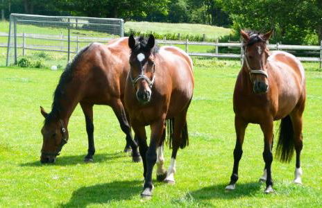 Ponyhof Naeve am Wittensee - Foto 10