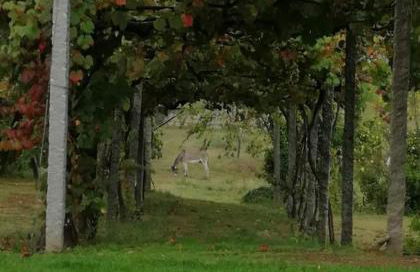 Quinta do Santinho - Foto 13