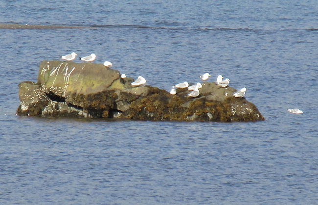 Lindarbrekka - Foto 34