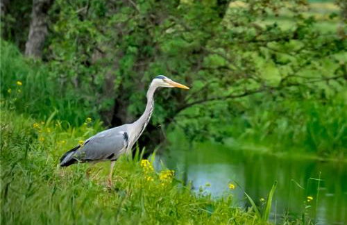 Ian's Cottage, Wedmore - country cottage for two - Foto 34