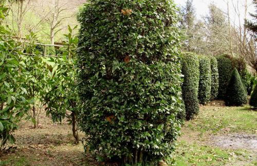 Tenuta Montelaura - Foto 46