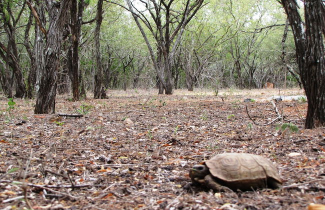 Umvangazi Rest - Enjoy a Relaxing, Rejuvenating and Peaceful Setting in the Bush - Foto 43