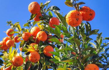 agriturismo contrada del raglio - Foto 23