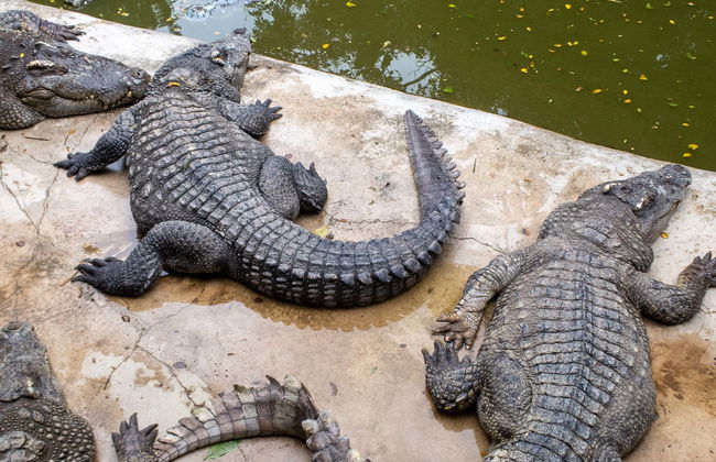 Excursión a Crocoparc - Foto 1
