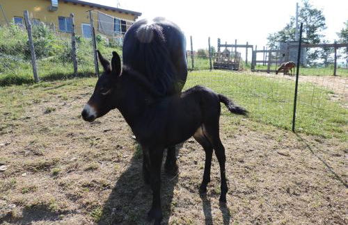 Società Agricola Cacigolara - Photo 135