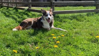 Ty Glo Cottage - Foto 4